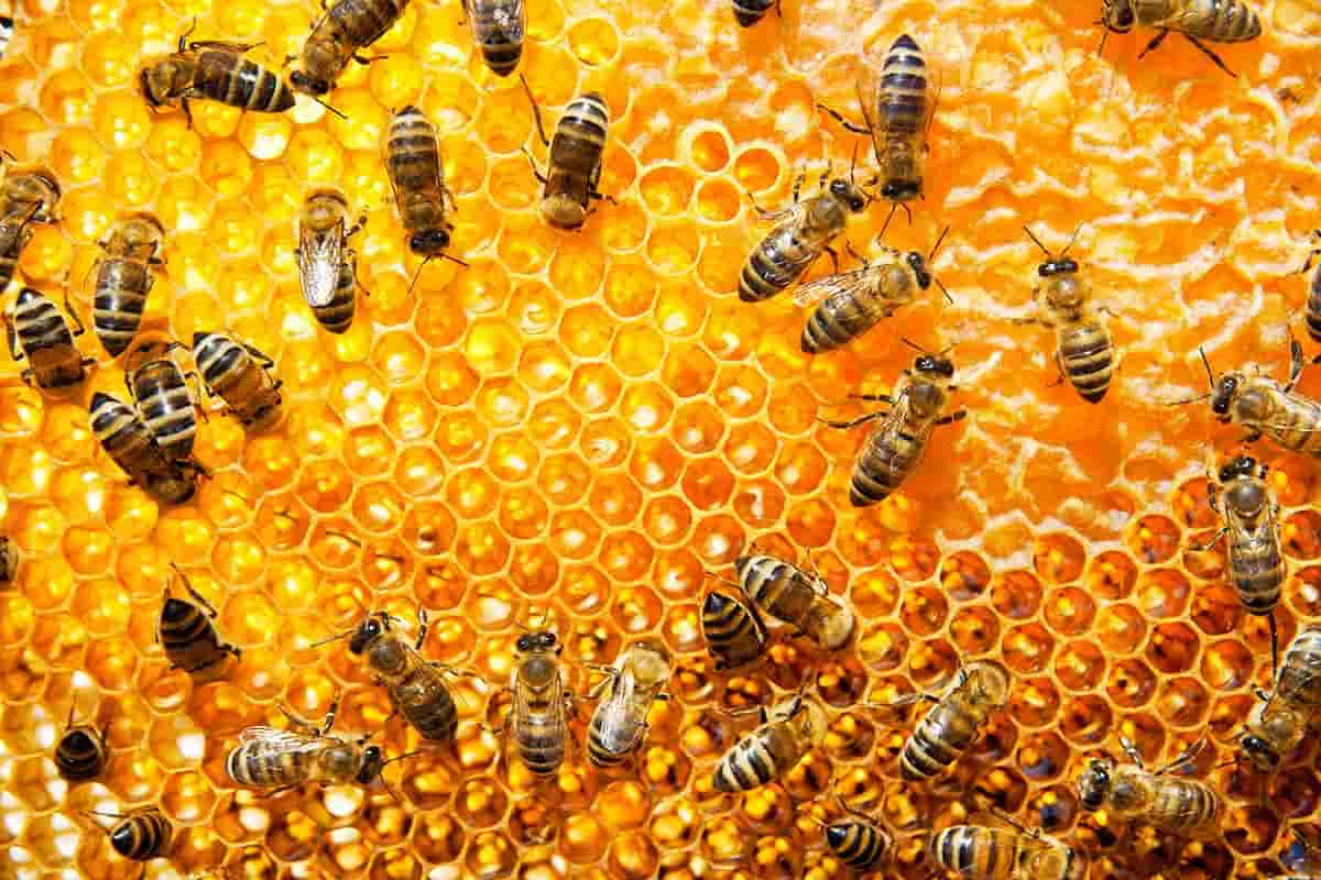 Queen Bee Honey in India; Calcium Potassium Sodium Source Improve Stomach Reflux