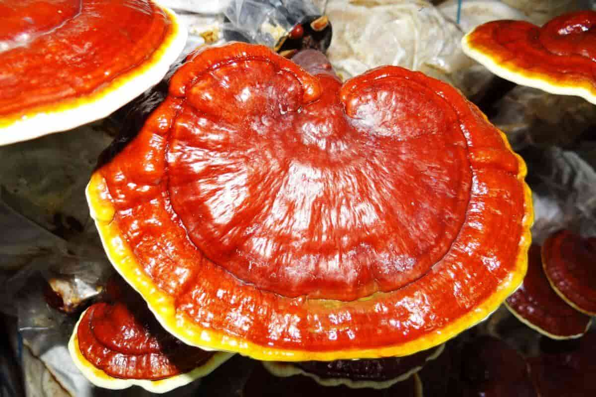 Lingzhi Mushroom Per Kilo; Soft Flat Cork-Like Eradicate Cancer cells