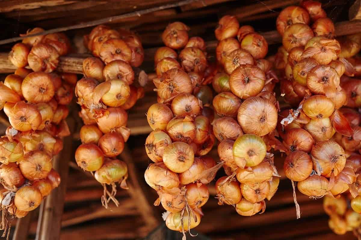 Today Onion Price in Bangladesh (Allium Cepa) Reduce Free Radicals Anti Allergic Properties