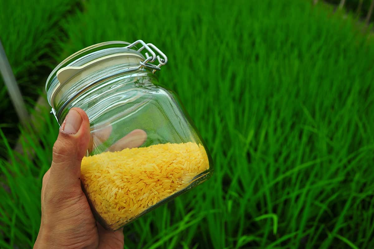 Golden Rice in Sri Lanka; Yellow Long Grain Beta Carotene Biosynthesis Nutritional