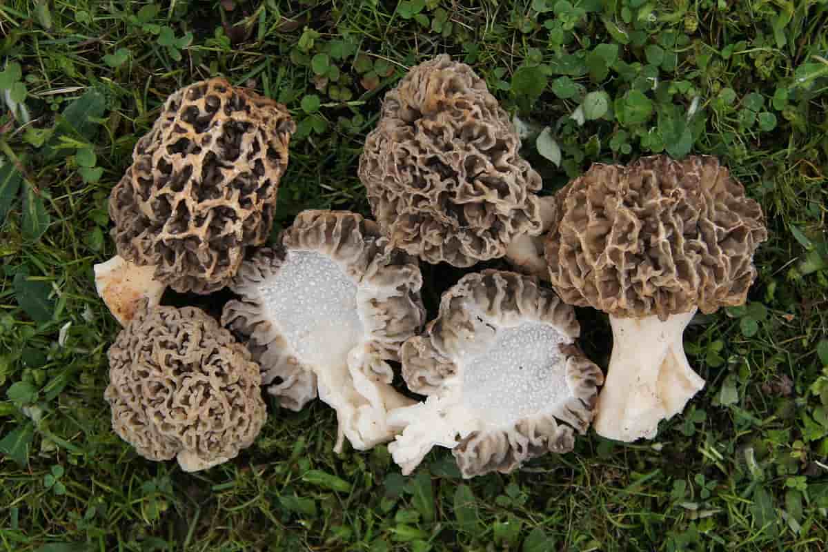 Morel Mushroom Per Kg in India; Sponge Appearance Edible Type Nuitritions Source