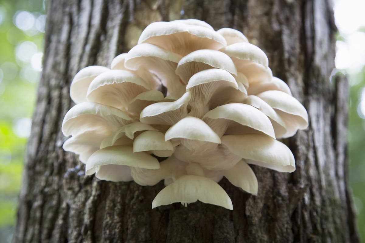 Oyster Mushroom Per Kg in India; Treatment Balance Immune System Nutrients Low Calorie