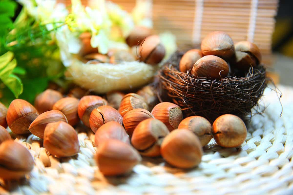 Hazelnuts in America; Antioxidant Fiber Protein Selenium Vitamins E K Source