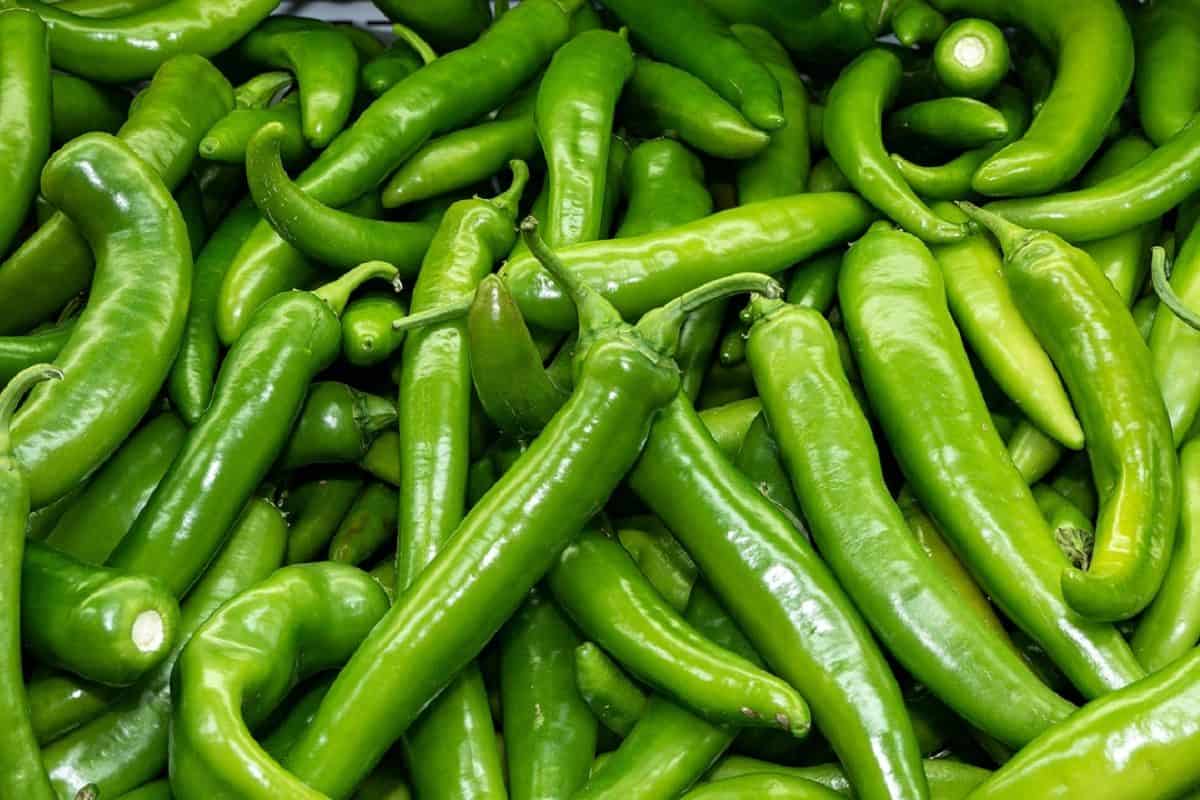 Green Pepper Per Pound; Sweet Chili Contains Antioxidants Weight Loss