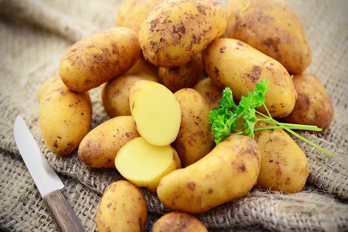 New Potato in Pakistan Today; Waxy Flesh Texture Thin Skin Vitamins C B Complex