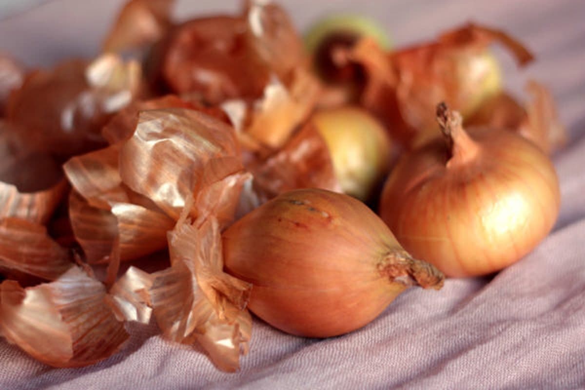 Small Onion Today in Tirupur (Allium Cepa) Thin Papery Peel Skin