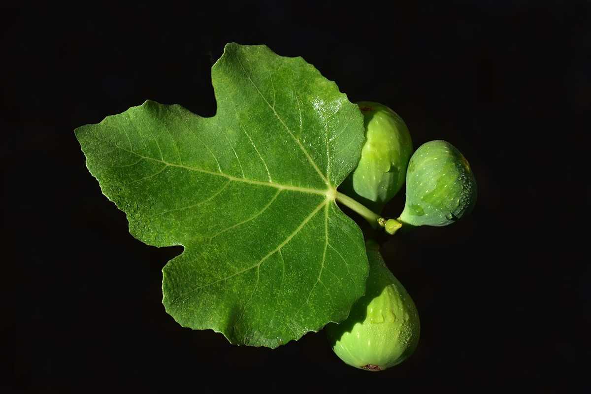 Turkish fig leaf purchase price + user manual