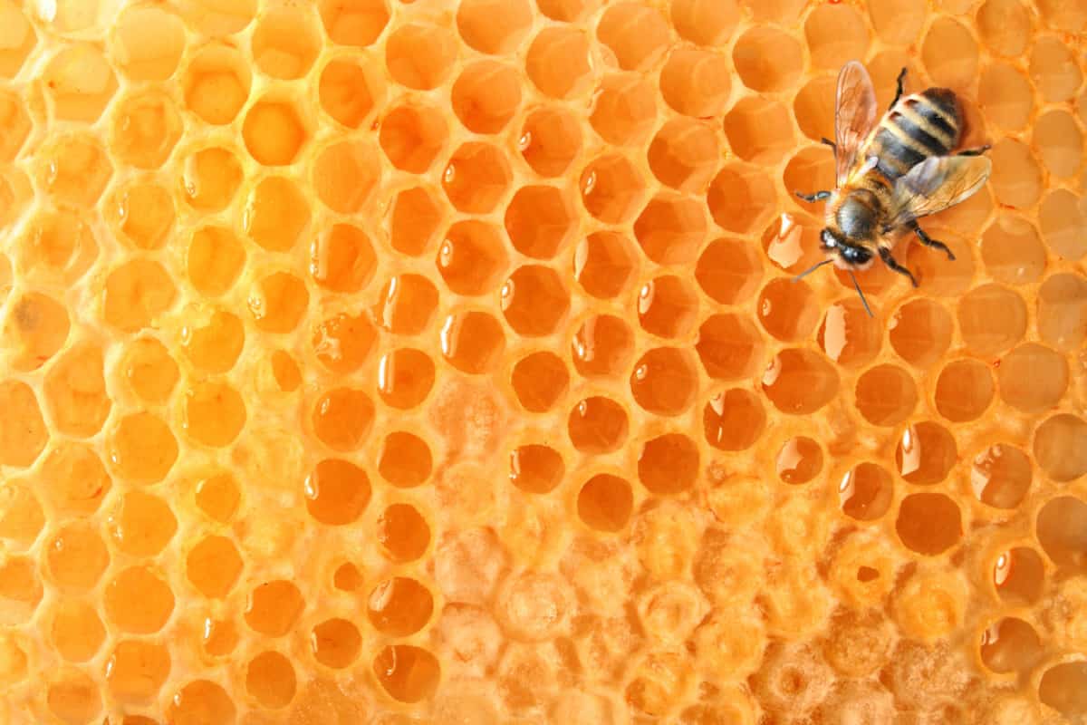 Bee Honey in Turkey; Smooth Creamy Texture 3 Type Manuka Clover Orange Blossom