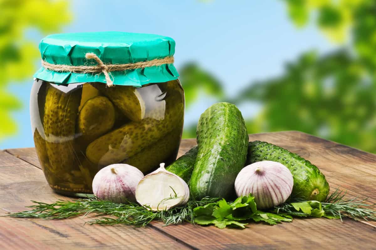 Pickled Cucumber (Gherkin) Salt Water Vinegar Content Stomach Cancer Reducer