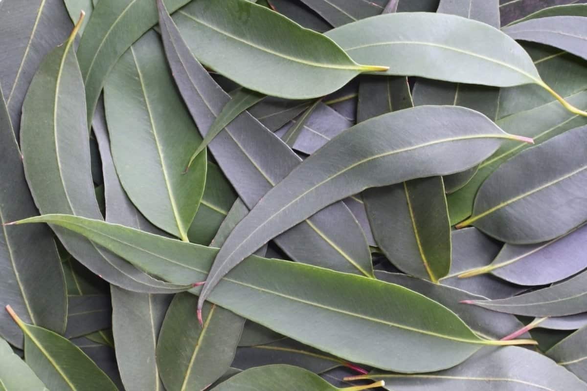 Dried Eucalyptus Leaves Australia; Flavonoids Tannins Sources Improving Asthma Symptoms