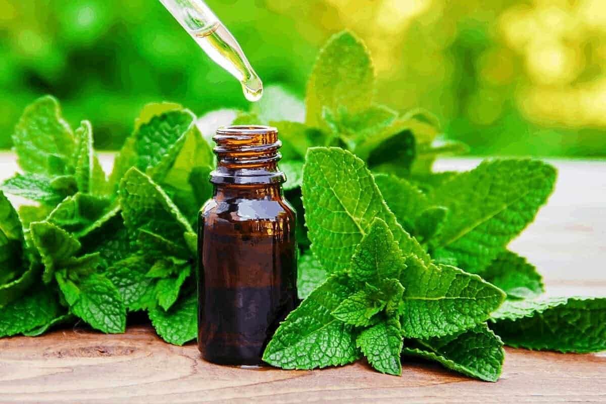 Mint Oil Extract; Natural Yellow Color Bitter Taste Body Strengthening