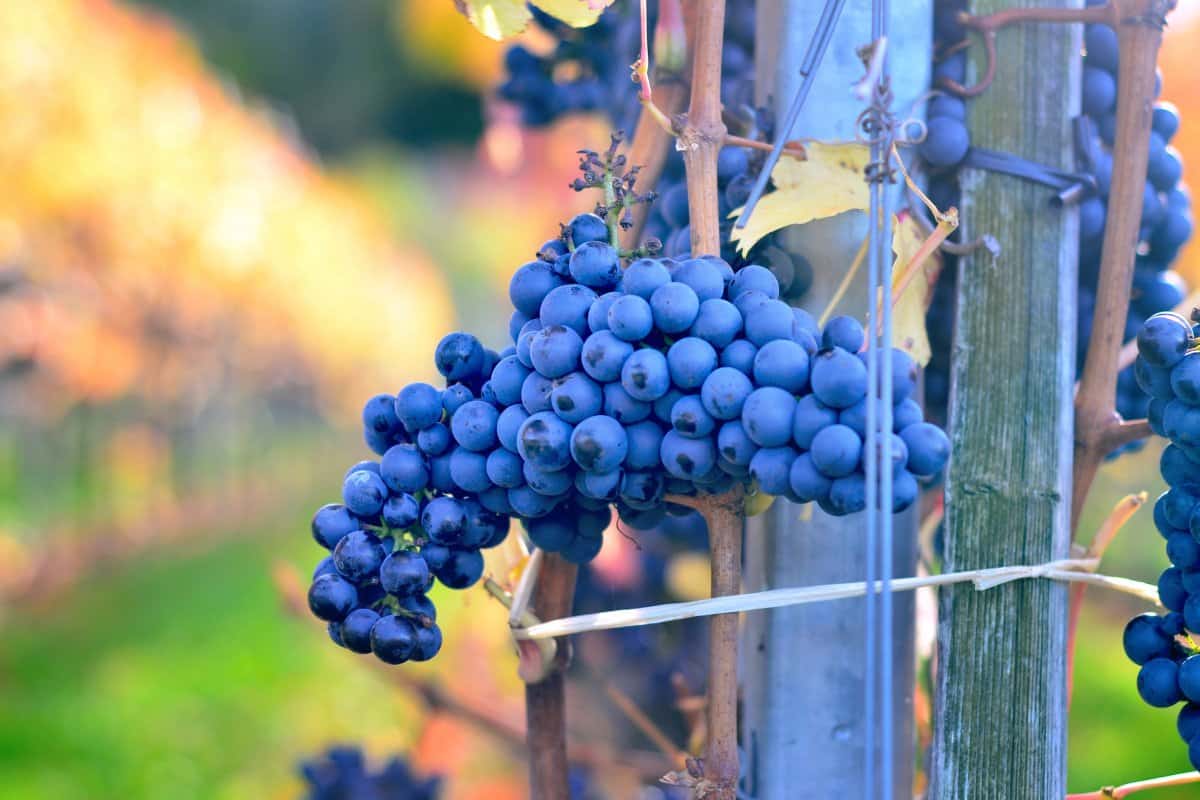 Blue Grapes; Thick Tough Skin Encourage Immune System