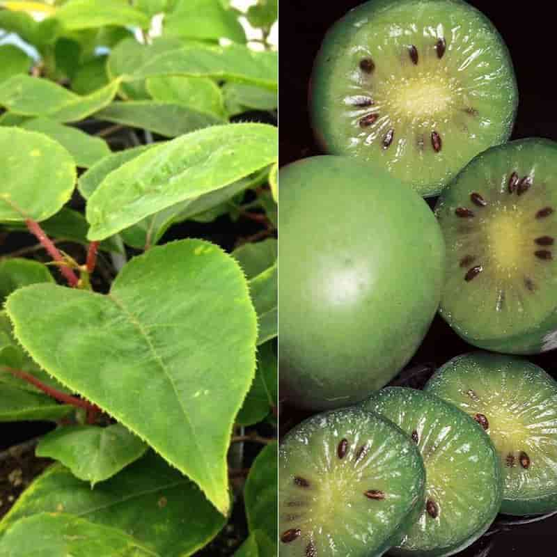 Buy and Price of The Best Types of Golden Kiwi