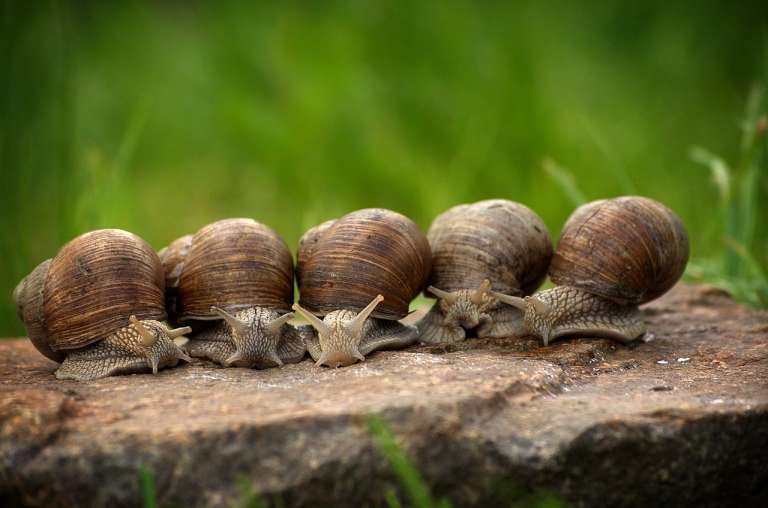 Through trade, especially snail trading, be a great figure in your family and relatives.