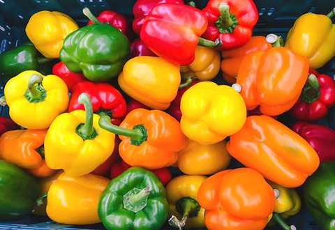 Price and Purchase colored  Bell pepper  with Complete Specifications