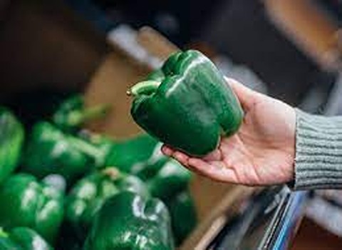 green bell pepper with Complete Explanations and Familiarization