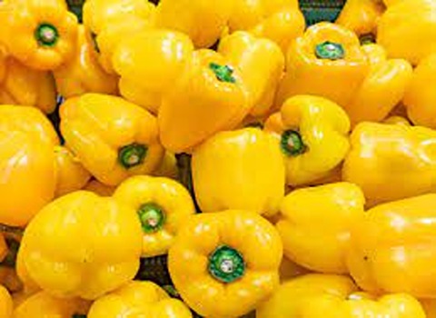 yellow bell pepper with Complete Explanations and Familiarization