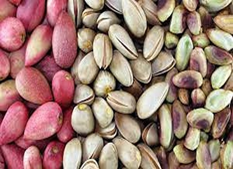 Turkish Pistachio with Complete Explanations and Familiarization