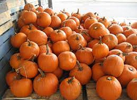 pumpkin with Complete Explanations and Familiarization