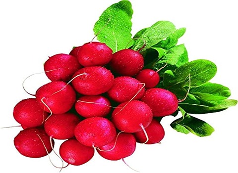 Price and Purchase of Red Radish with Complete Specifications