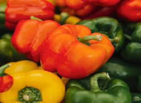 Colored and green bell peppers Specifications and How to Buy in Bulk