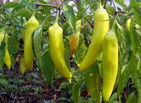 Banana pepper with Complete Explanations and Familiarization