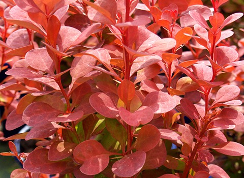 Orange Rocket Barberry Buying Guide with Special Conditions and Exceptional Price