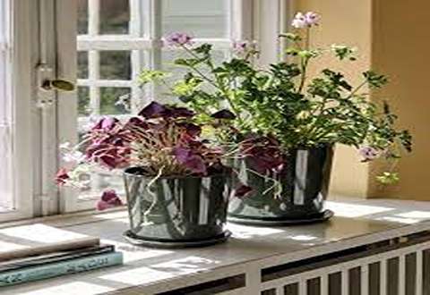 Price and Purchase flower pot with Complete Specifications