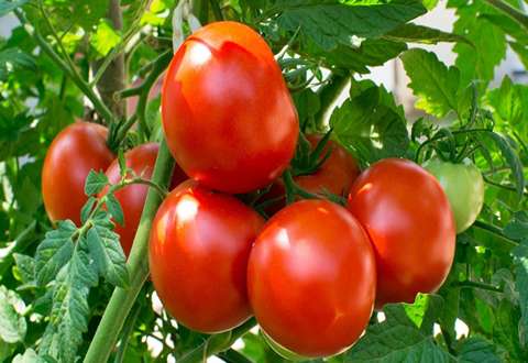 Tomatoes with Complete Explanations and Familiarization