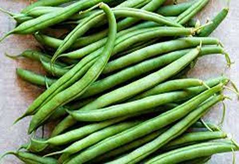 Green bean Buying Guide with Special Conditions and Exceptional Price