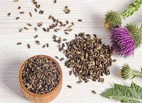 Milk thistle with Complete Explanations and Familiarization