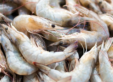Learning to Buy Whiteleg Shrimp from Beginning to End
