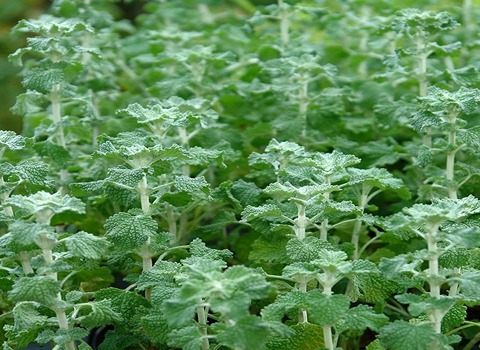 White Horehound Specifications and How to Buy in Bulk