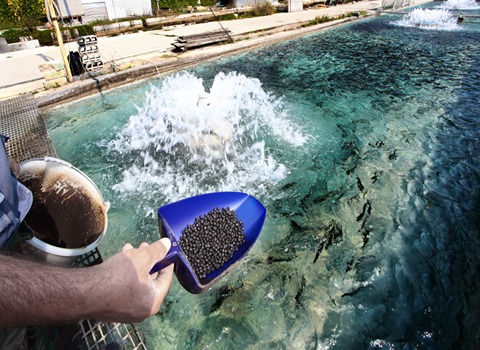 growel fish feed Buying Guide with Special Conditions and Exceptional Price