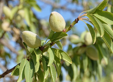 Purchase Delicious Tree Almonds Mamai, Stone, Nut in Bulk Quantity
