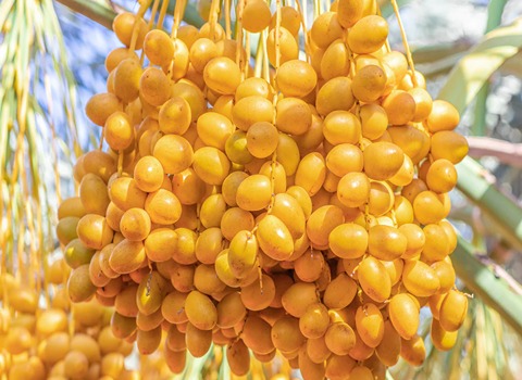 Barhi Dates Specifications and How to Buy in Bulk