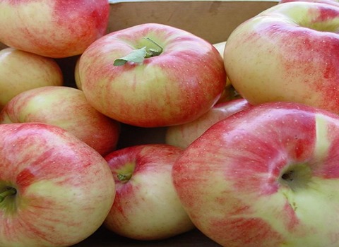 Gravenstein Apple Specifications and How to Buy in Bulk