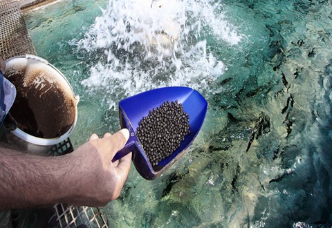 Learning to Buy an fish feed from Beginning to End