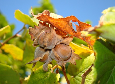 Bulk Purchase of Hybrid hazelnut with the Best Conditions