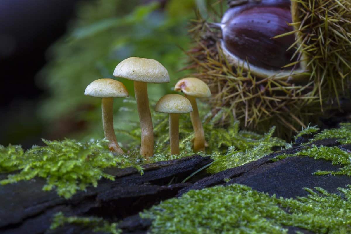 jolly mushroom sachet