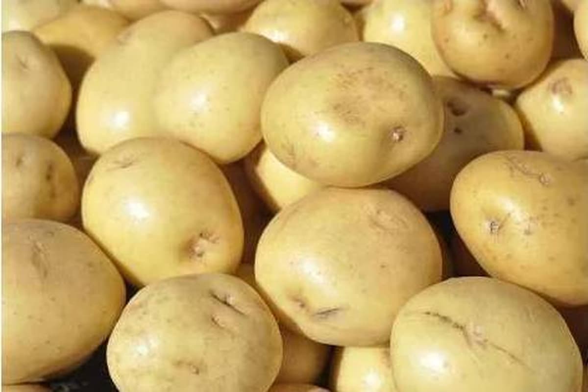 chipsona potato seeds