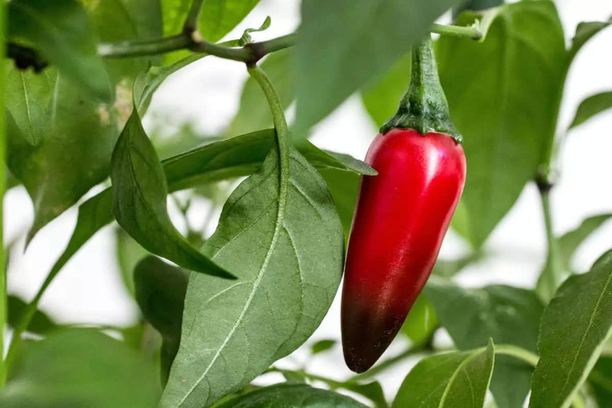 jalapeno pepper benefits