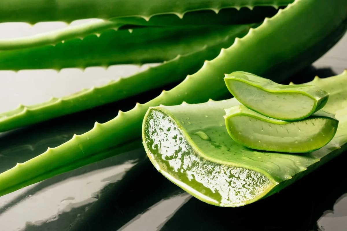aloe vera leaf benefits