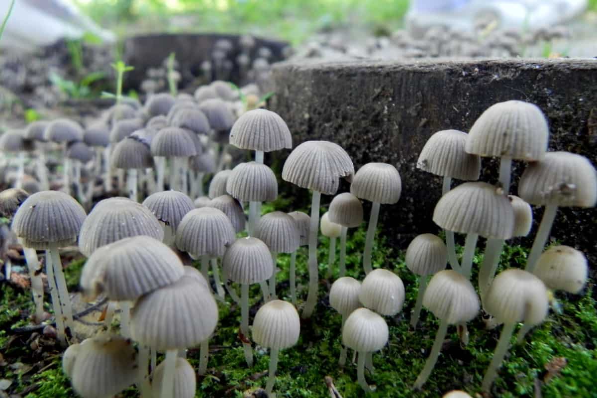 milky mushroom seeds