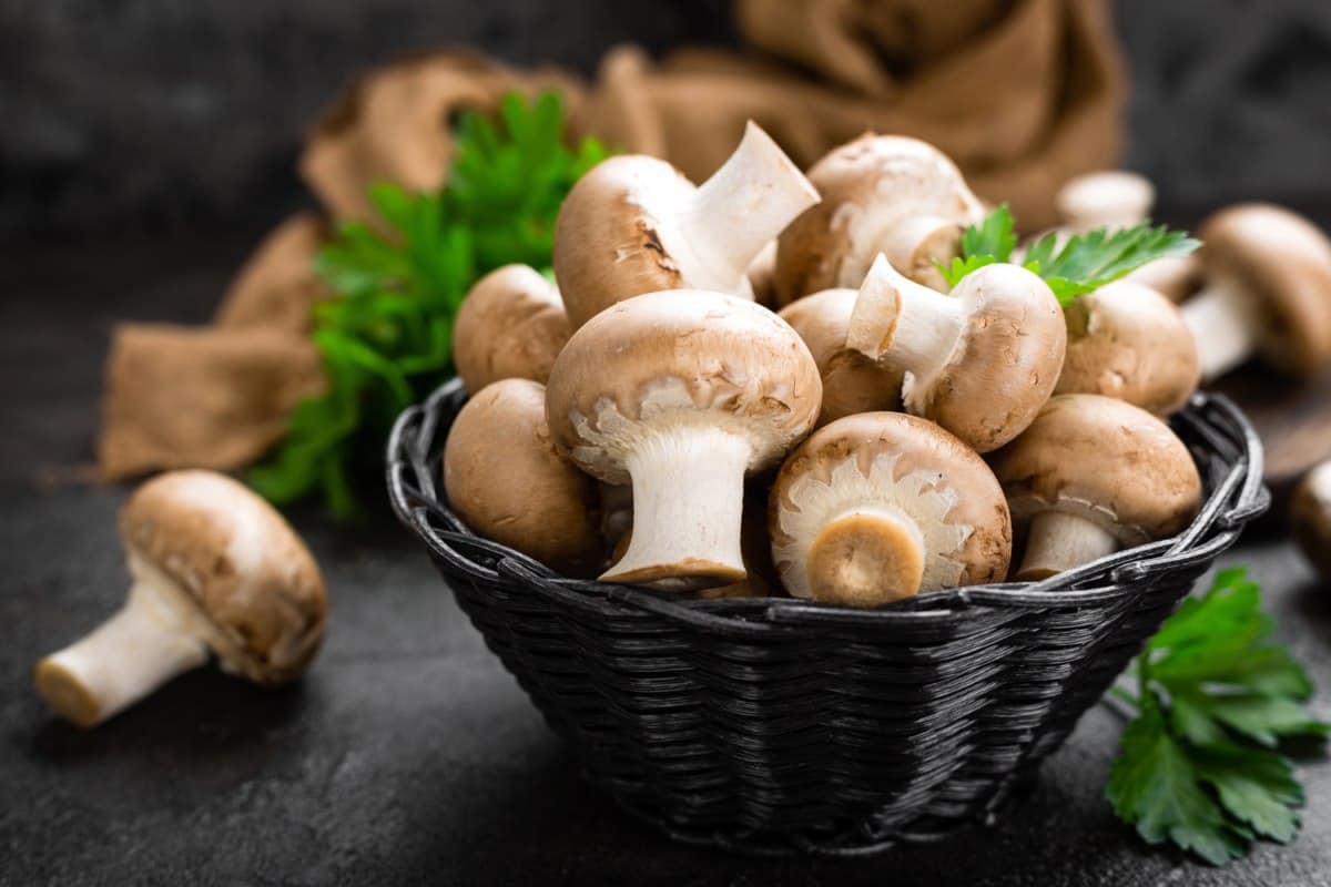 fresh mushroom 