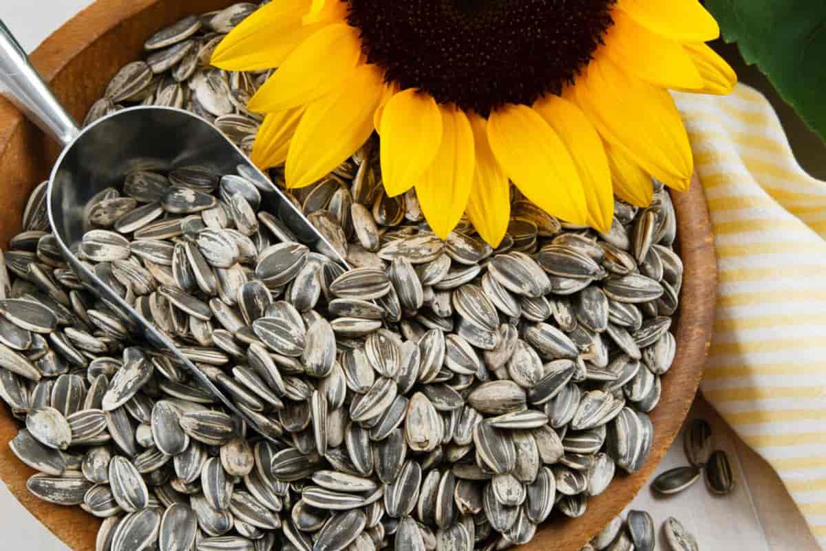 sunflower seeds for birds