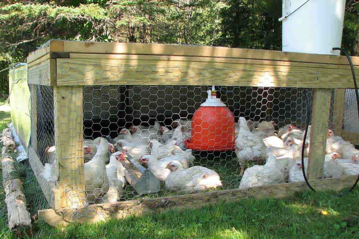 chicken coop mesh