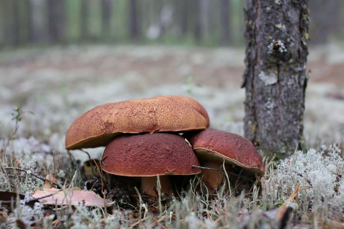 jolly mushroom sliced