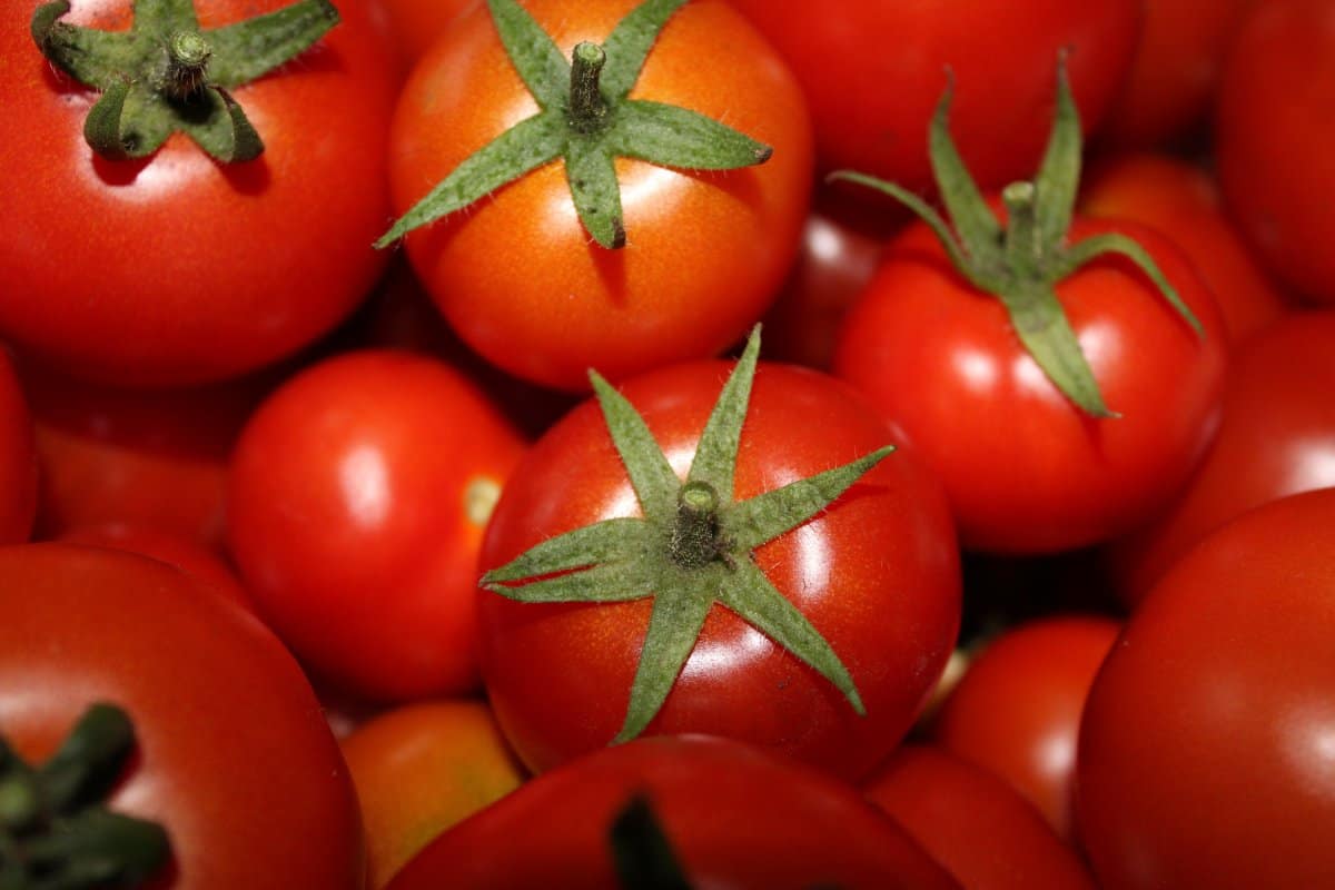 today tomato rate in kolar