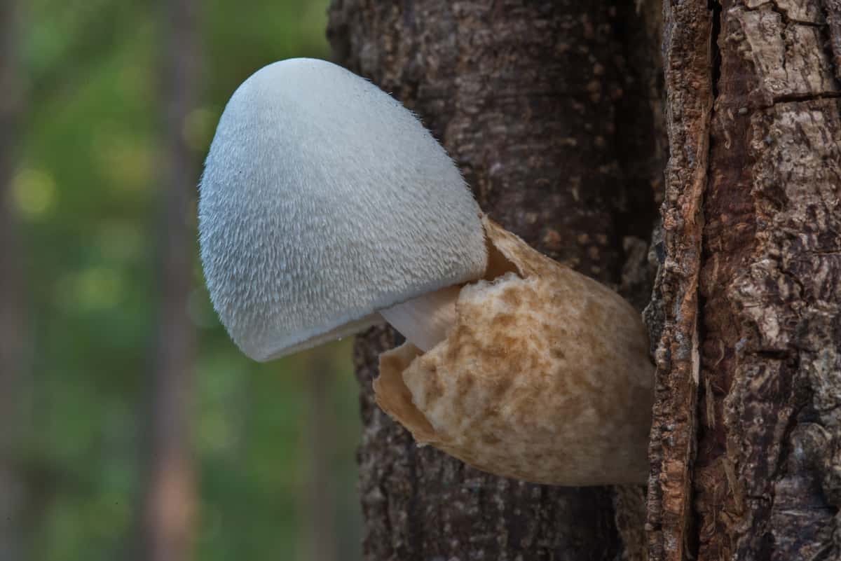 volvariella mushroom production